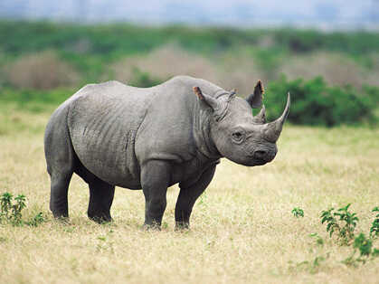 The Dallas Safari Club is trying to help preserve endangered black rhinos by killing one.